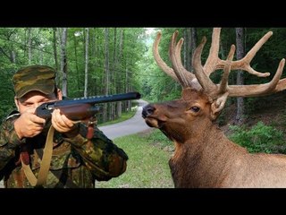 Elk in viral video killed after butting heads with photographer