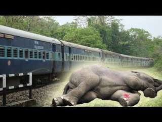 Speeding train in India kills 7 elephants