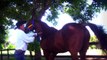 A herança de Holland Ease para o Haras Show / Napoleon Sus e o Haras Integral Mix