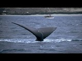 クジラとの衝突を防げるアプリ