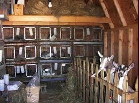 Pets Asthma Allergies