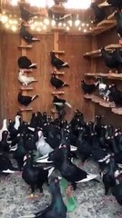 Kara Müsevvet Bölüğü Filo Güvercinleri