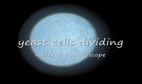 yeast cells dividing under the microscope (baker's yeast)