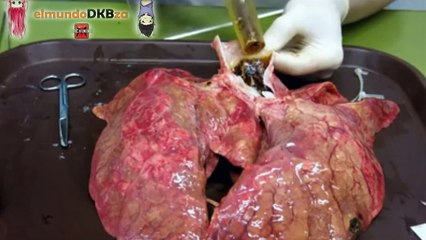 Impresionante experimento Japonés / Chino con pulmón humano Efecto del Cigarro | elmundoDKBza