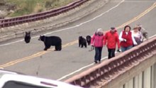 Yellowstone : des touristes s’approchent trop près d’une famille d’ours