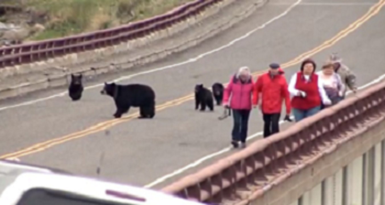 Yellowstone : des touristes s’approchent trop près d’une famille d’ours