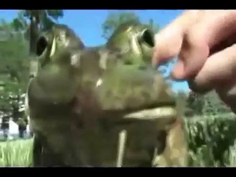 AWESOME COMPILATION: screaming goat, dog, cats and others...!