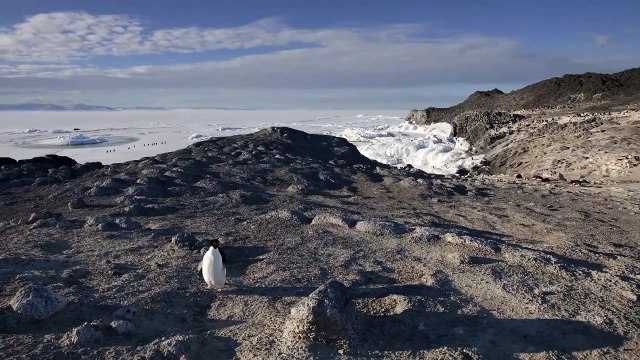 Penguins Swimming, Soaring: Intense Predators Caught on Camera | Pew