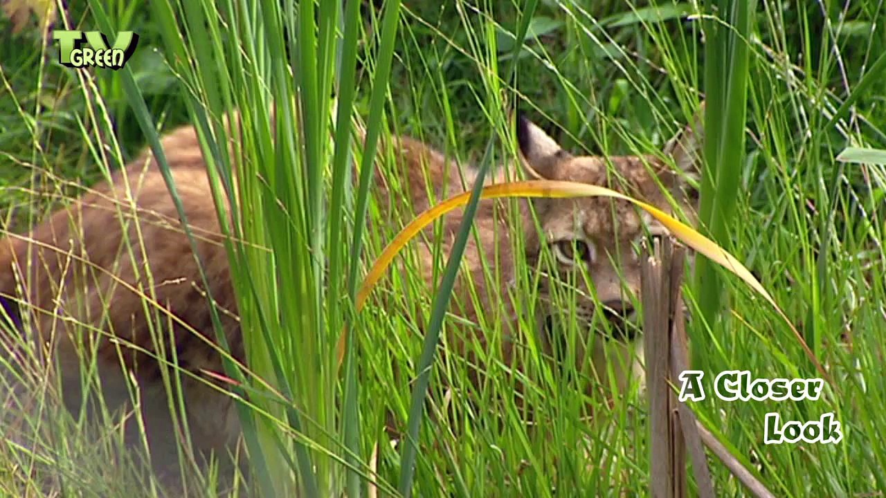 lynx - felis lynx - eurasian lynx #04
