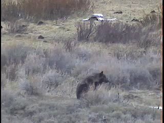 Wolves of Yellowstone - The Druid Peak Pack