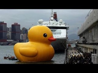 旅する巨大アヒル　台湾に出没