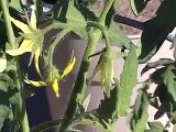 How To Hand Pollinate Tomatoes In Your Tomato Garden - Insightful Nana