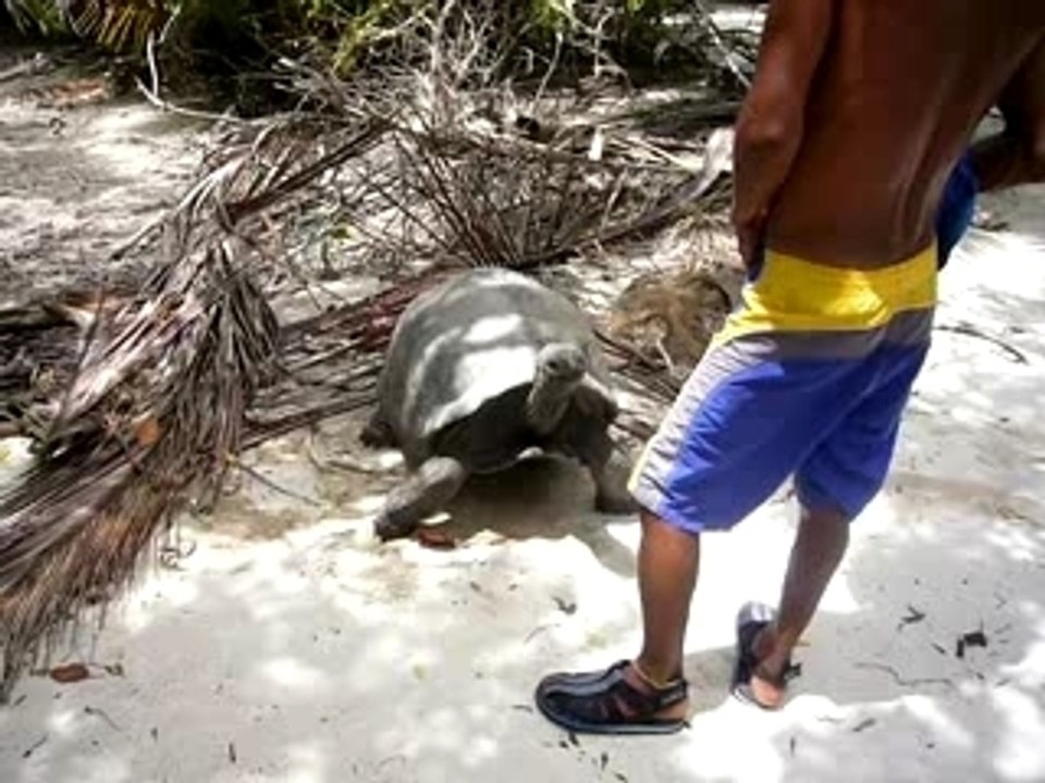 Gratouille Tortue
