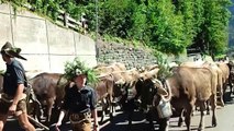 Vorarlberg fröhlicher Almabtrieb im Bregenzerwald Österreich Herbst 2012