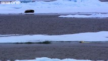 HD: Clever Polar Bear Stalks Seal - Polar Bear: Spy On The Ice, Preview - BBC One