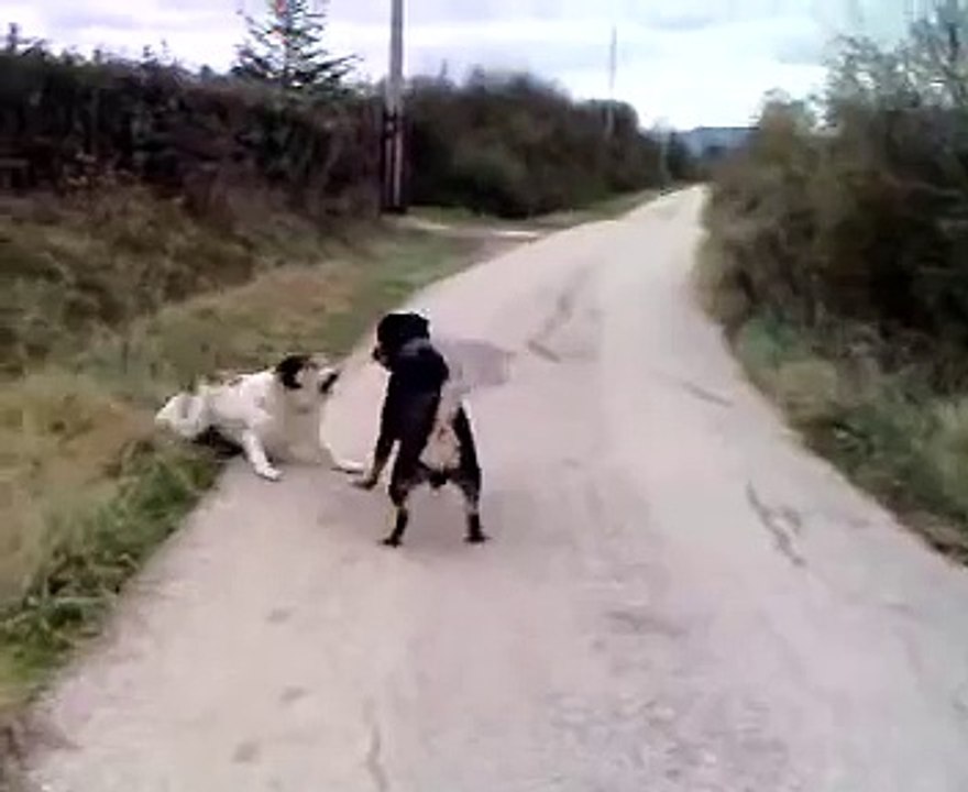 zorro rottweiler-labrador fight with other unknown dog and wins!! i think :)