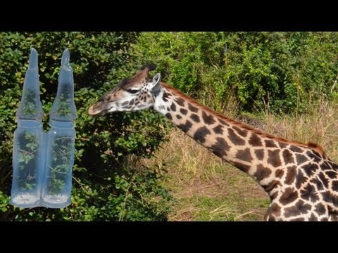 希少動物の精子バンク実現