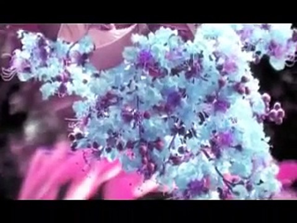 Sparklehorse With The Flaming Lips - Go (Daniel Johnston)