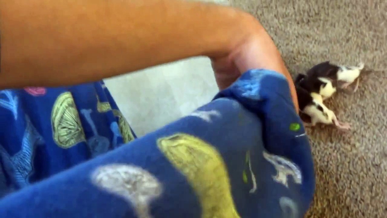 Baby Rats