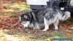 BAD DOG! Caught on Camera! Do Siberian Huskies Dig?