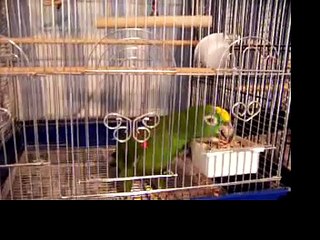 Rosie The Parrot Stealing Food