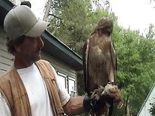 red-tailed hawk screaming