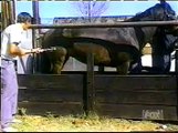 Calcio cavallo - Horse kick