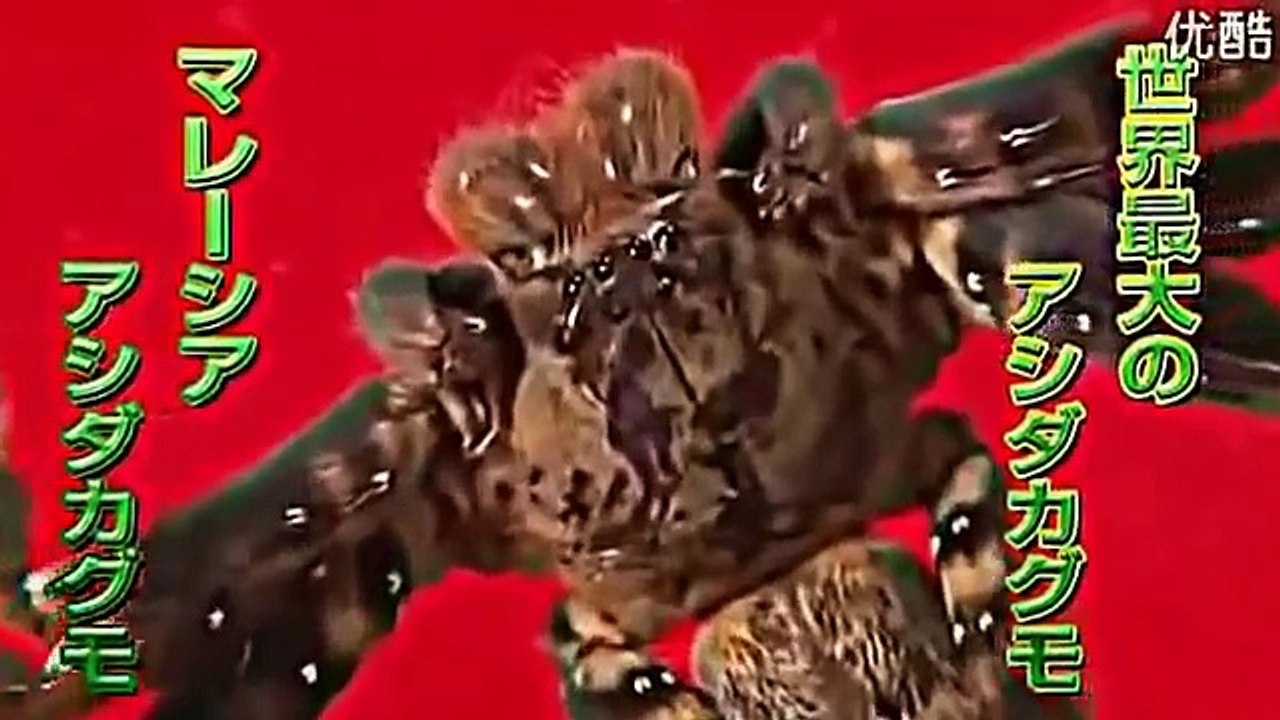Praying Mantis Vs Tarantula Spider Fight カマキリ Vs タランチュラ Video Dailymotion