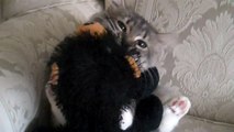 Russian Siberian Cat Cleans her Favorite Friend, a Teddy Bear...