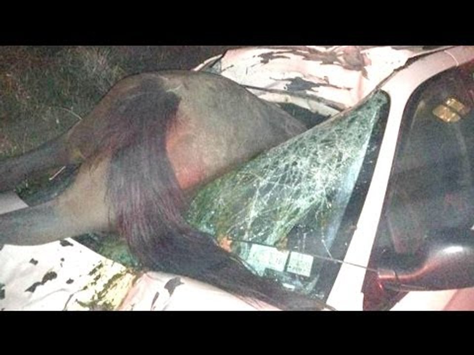 Shocking photo: Horse smashes into car, driver lucky to be alive