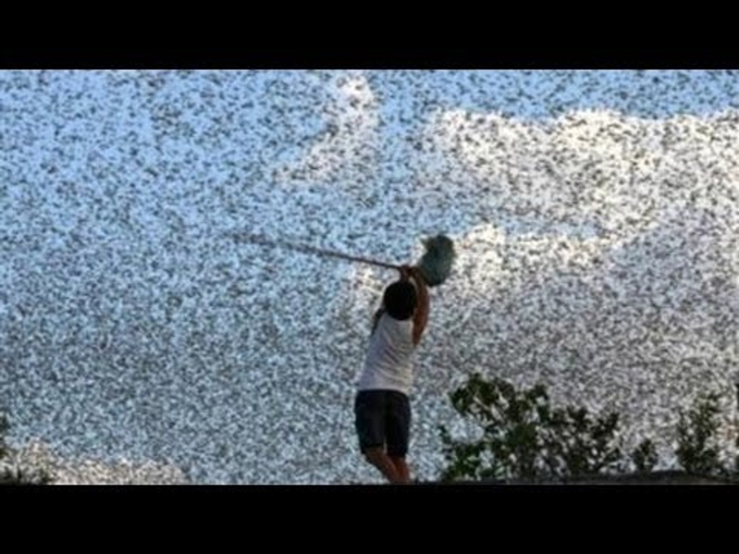 マイマイガ 各地で大量発生 動画 Dailymotion