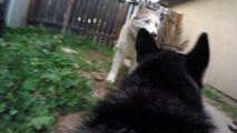 Freya Siberian Husky With GoPro Fetch Mount in Slo Mo