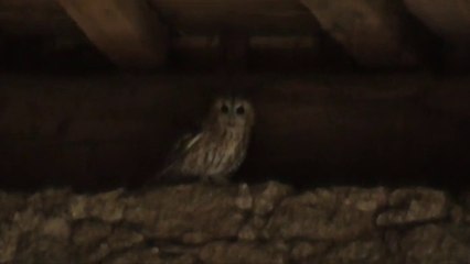 Le château de Lorge 2014 2ème partie