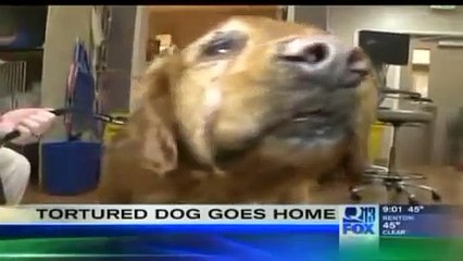Tortured dog reunited with owner