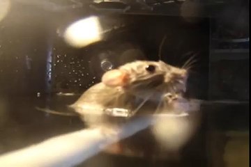Rat Dives Deep Swimming Underwater *** MUST SEE ***