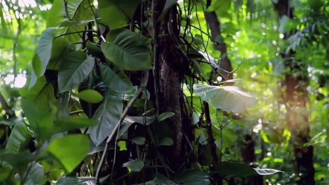 México Salvaje de Discovery Channel proyecciones en San Ildefonso