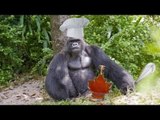 Gorillas escape, raid kitchen at Calgary Zoo