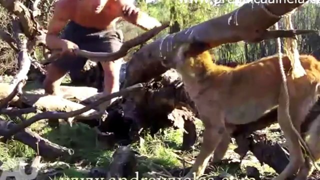 O caçador mais corajoso de animais perigosos