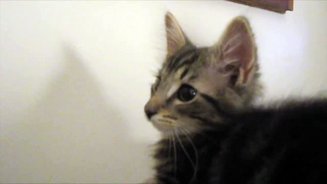 Strangest cat meow EVER!!!