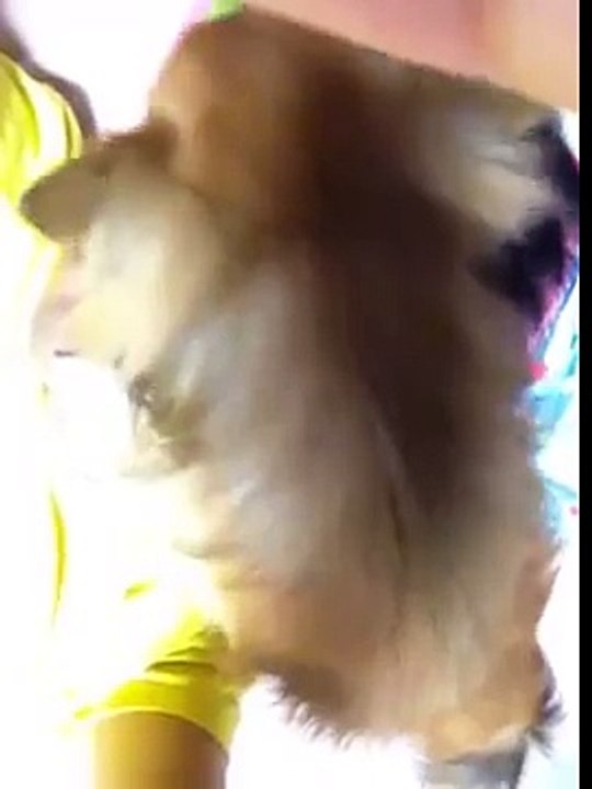 【チワワ】チョコ＆バニラ チョコに舐められる