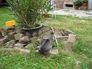 Tiger und Lilli-2 kleine Katzen im Garten