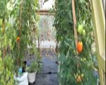 Pyramid of growing tomatoes 成長しているトマトのピラミッド Pirámide de cultivo de tomates