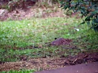Wild Guinea Pigs (Cavia aperea)