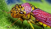 As Melhores Fotos Macro de Artrópodes ( Aranhas moscas vespas ) Do Mundo !
