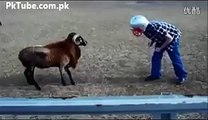Funny Goat Attack Gone Wrong