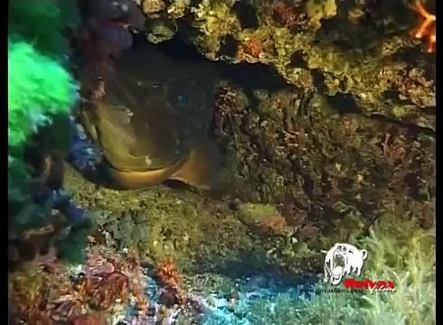 Spearfishing, the underwater fishing adventure