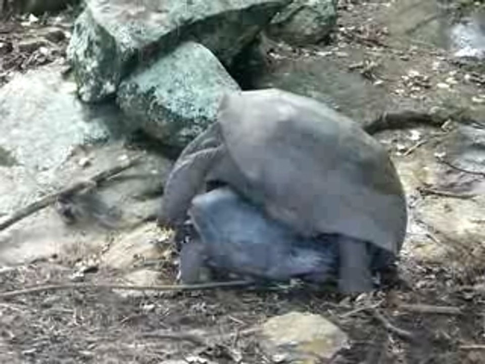 Tortues en rut