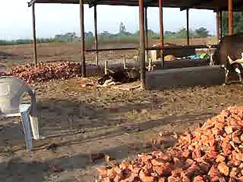 EH dairy farm 419jb gojra pakistan (112) ANIMALS