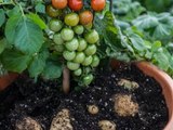 The Tomtato: Single plant produces both tomatoes and potatoes