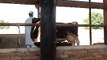 EH dairy farm 419jb gojra pakistan (128) ANIMALS